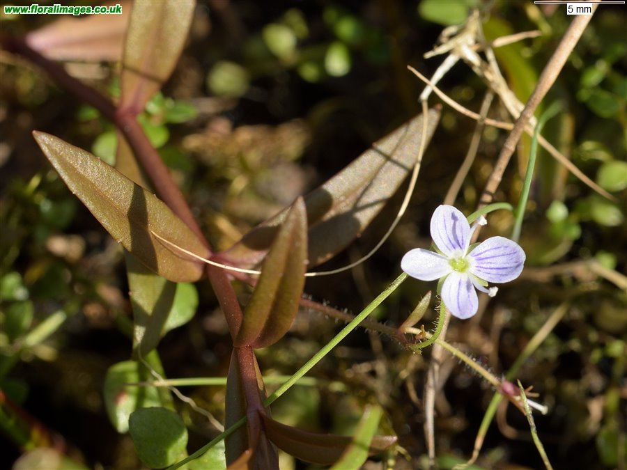 Veronica scutellata