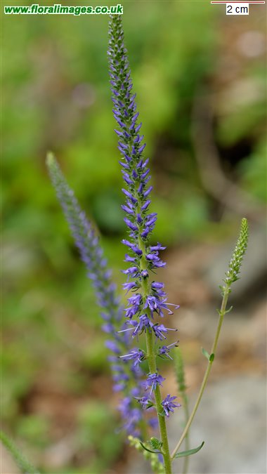 Veronica spicata