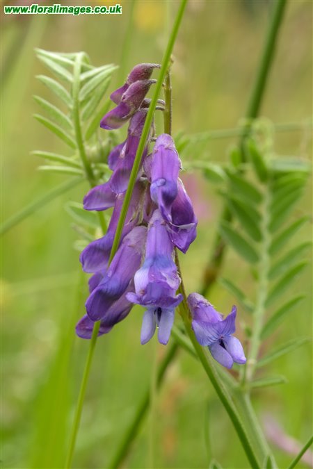 Vicia cracca