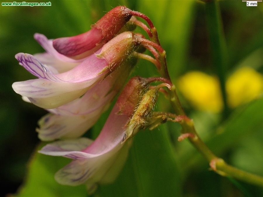 Vicia orobus