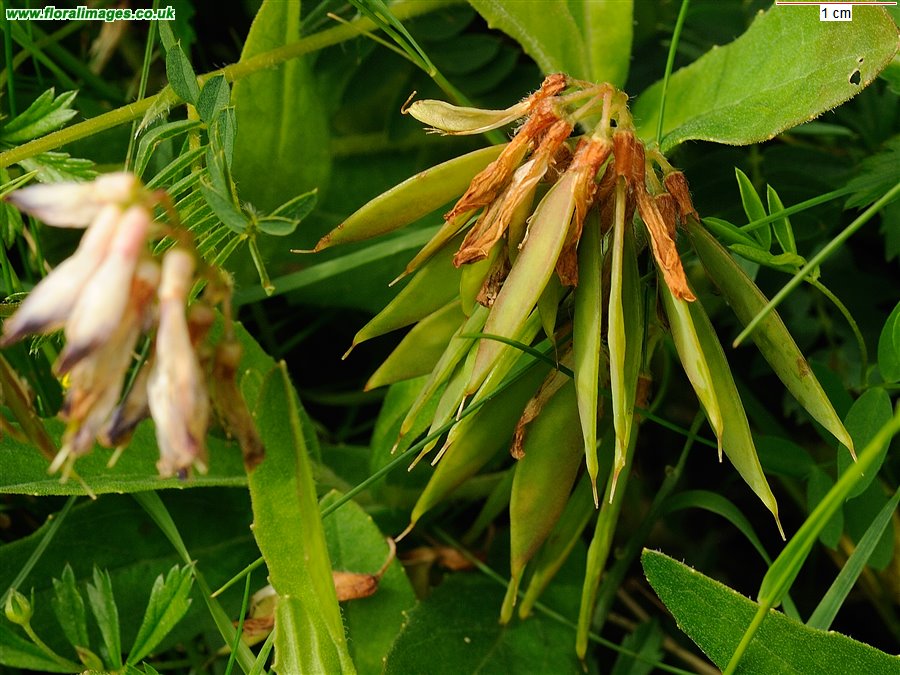 Vicia orobus