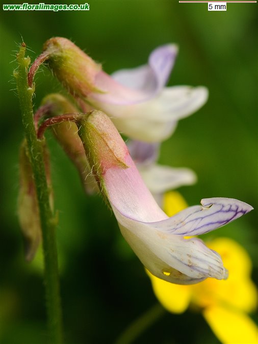 Vicia orobus