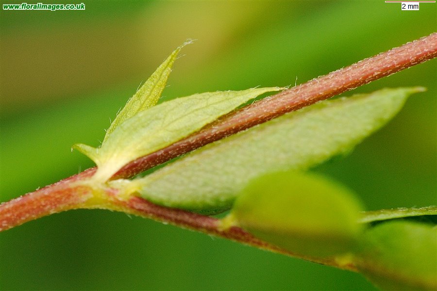 Vicia orobus