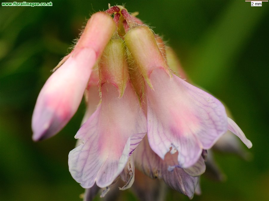 Vicia orobus