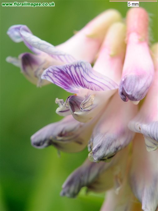 Vicia orobus