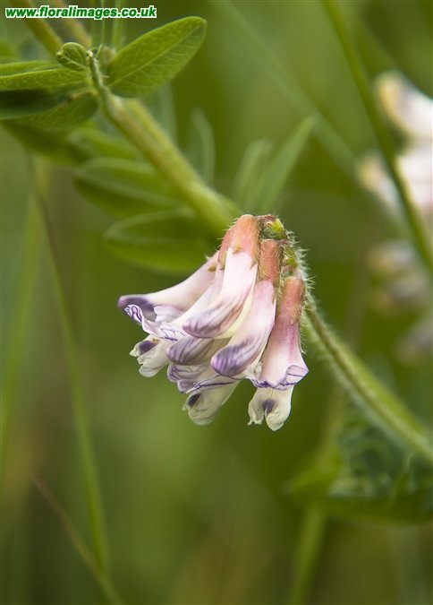Vicia orobus