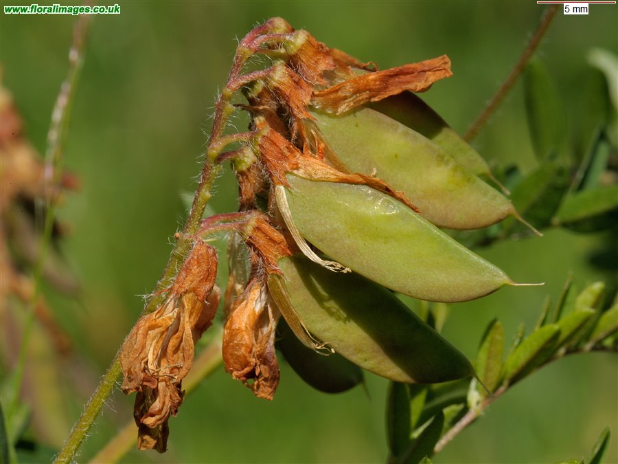 Vicia orobus