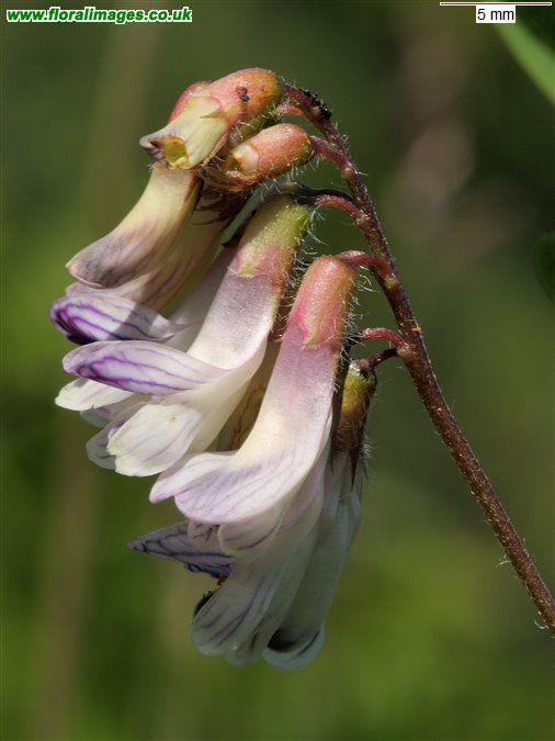 Vicia orobus