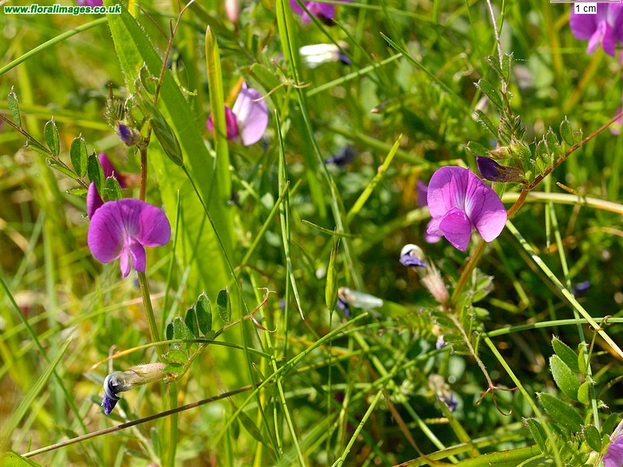 Vicia sativa