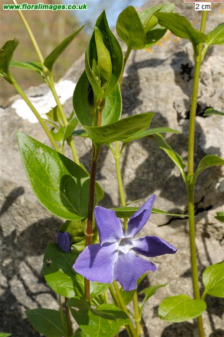 Vinca major