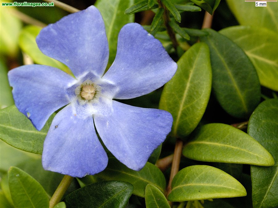 Vinca minor
