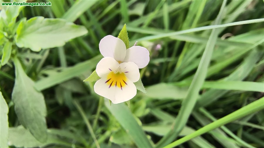Viola arvensis