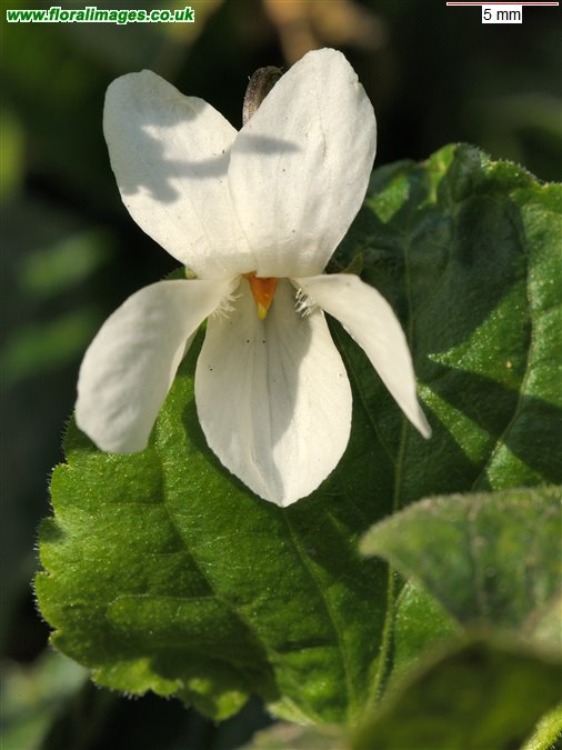 Viola odorata