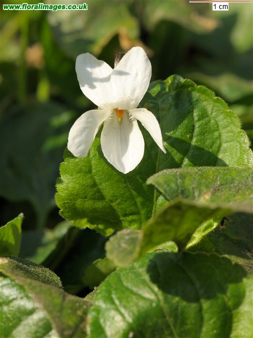 Viola odorata