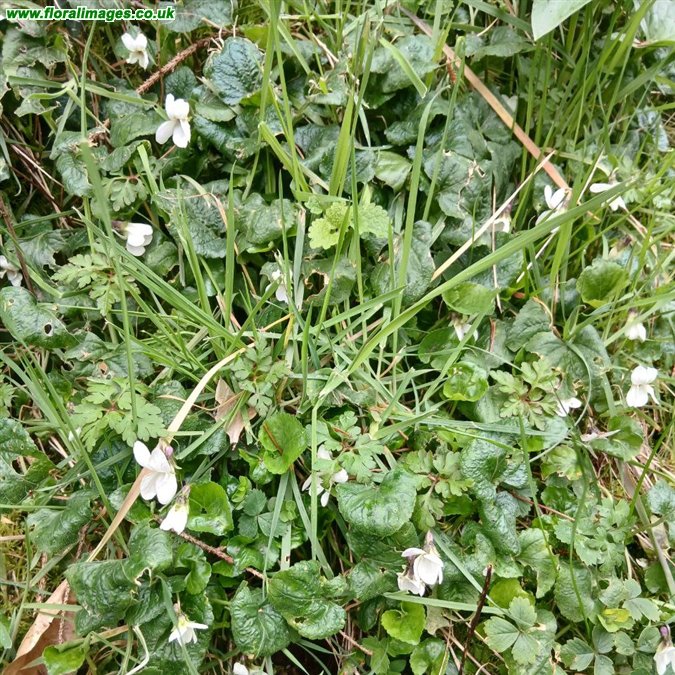 Viola odorata