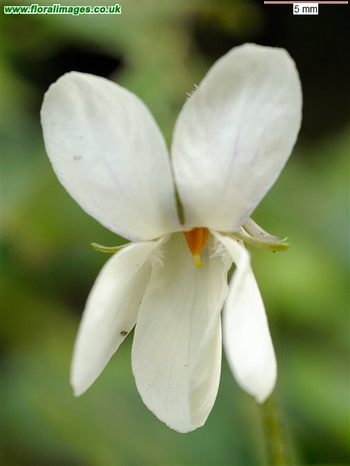 Viola odorata