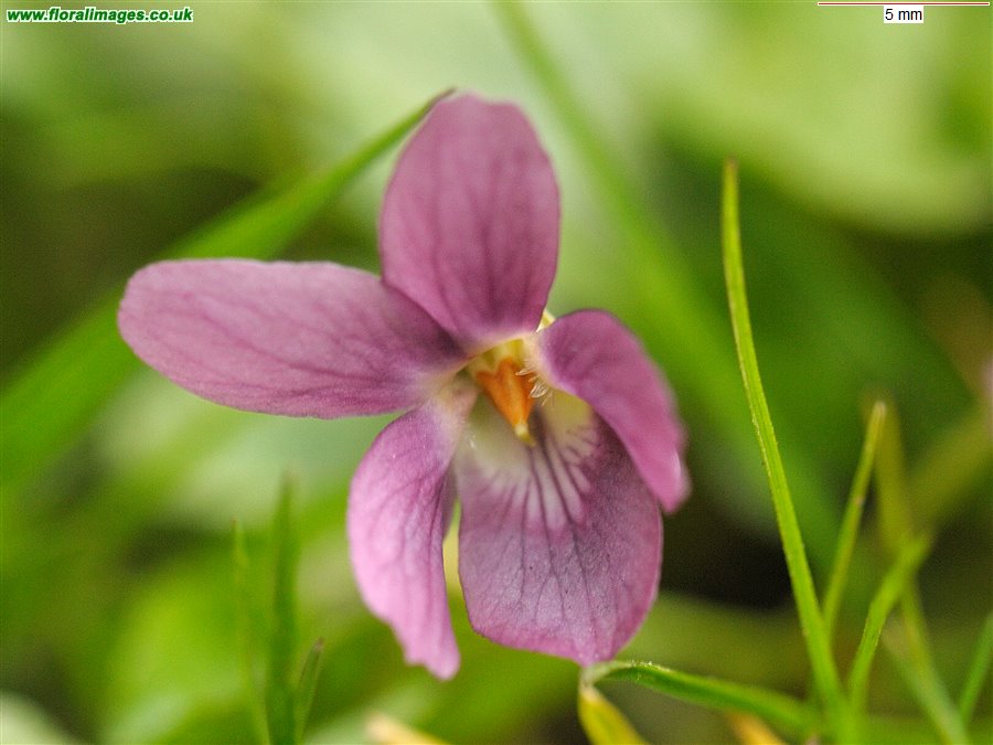 Viola odorata