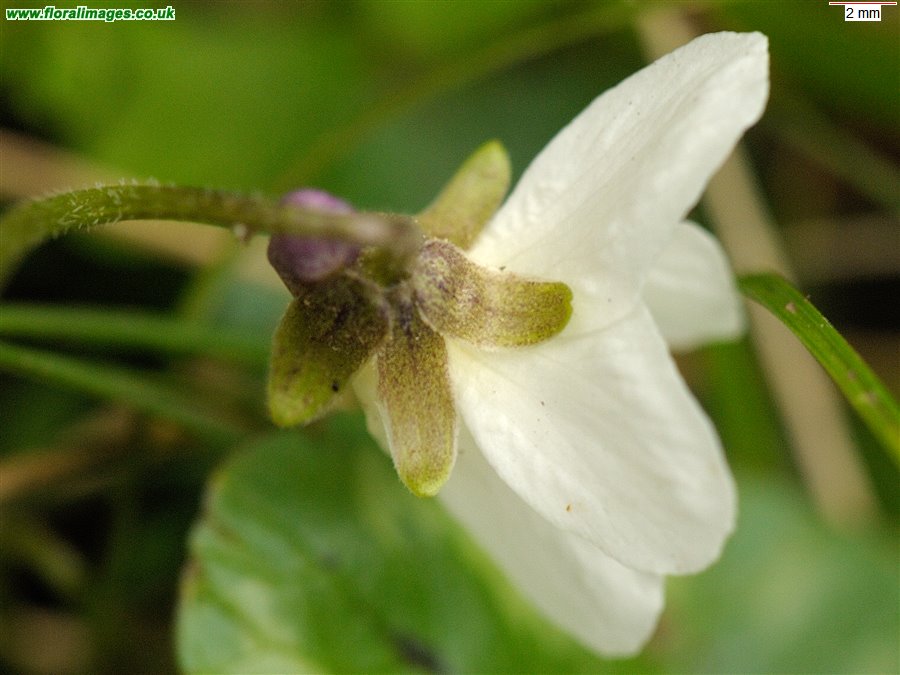 Viola odorata