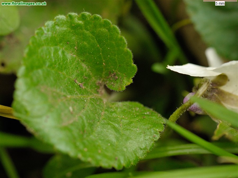 Viola odorata