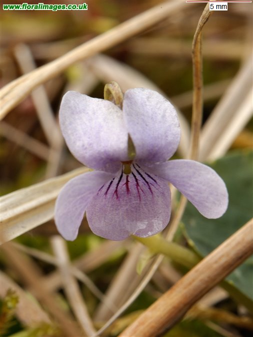 Viola palustris