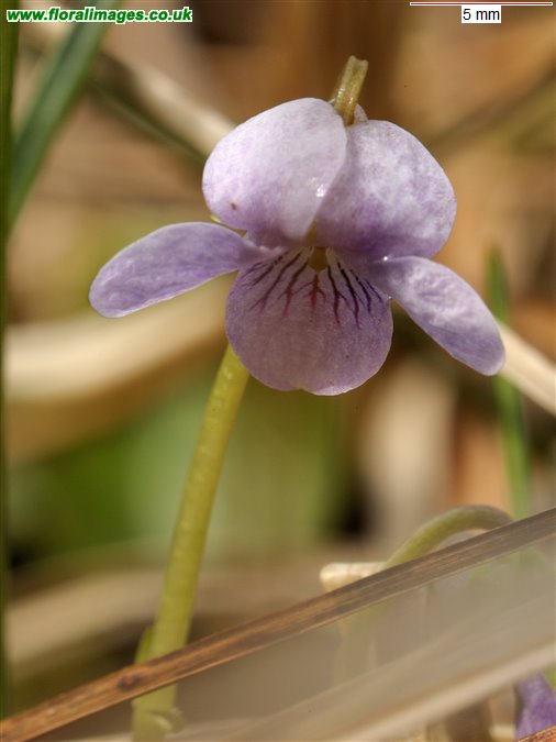 Viola palustris