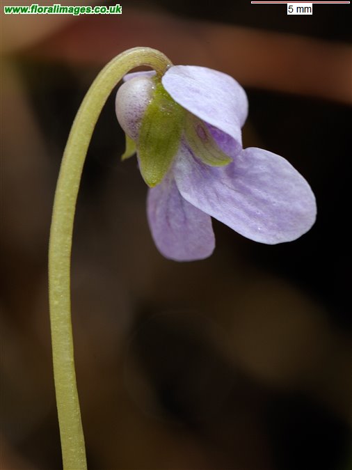 Viola palustris