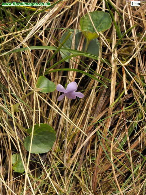 Viola palustris