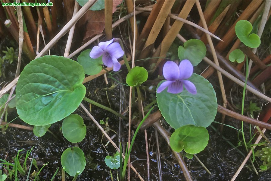 Viola palustris