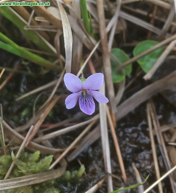 Viola palustris