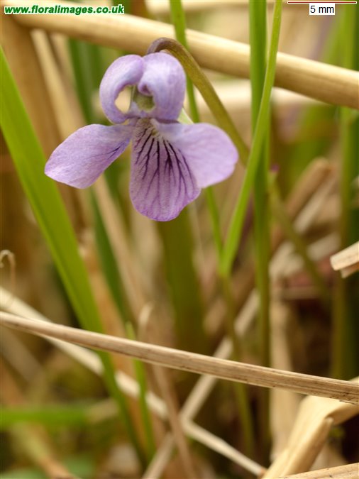 Viola palustris