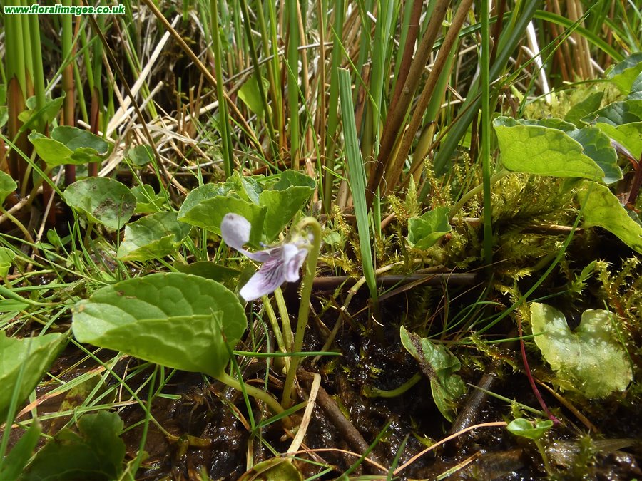 Viola palustris