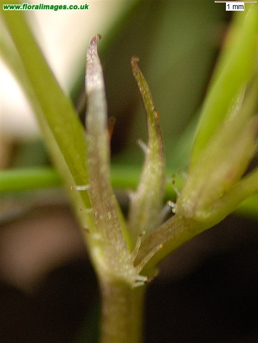 Viola reichenbachiana