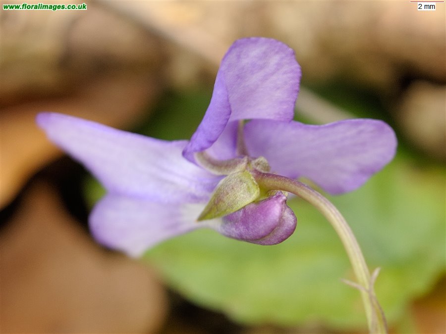 Viola reichenbachiana