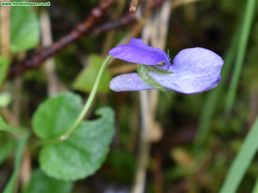 Viola reichenbachiana