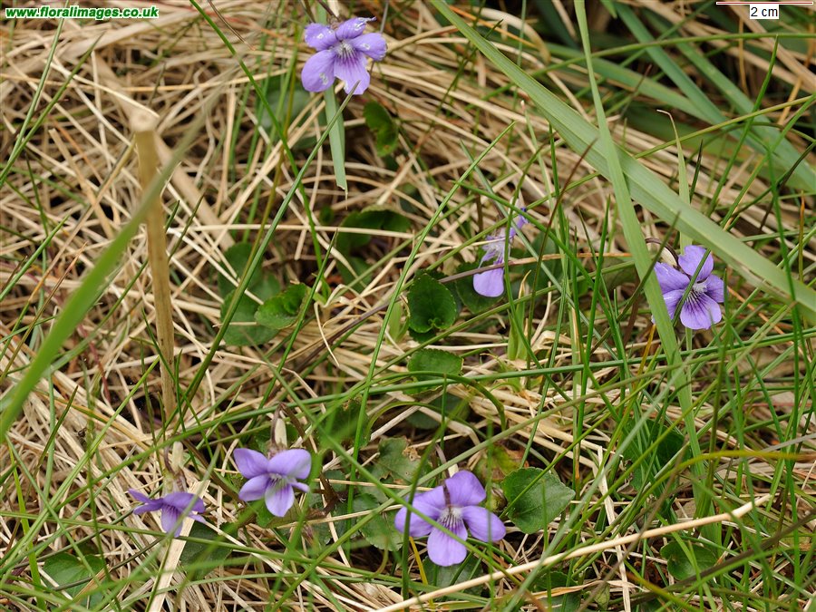 Viola riviniana