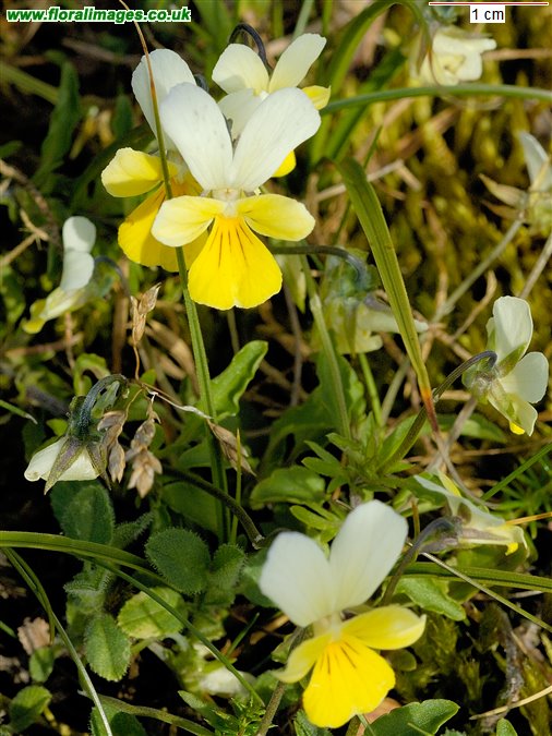 Viola tricolor