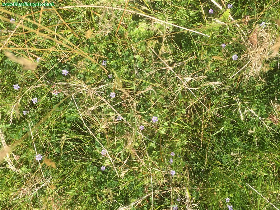 Wahlenbergia hederacea
