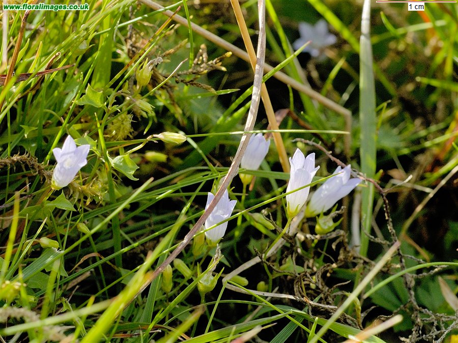 Wahlenbergia hederacea