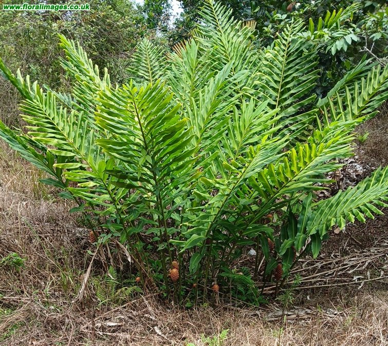 Zingiber spectabile