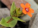 Anagallis arvensis