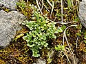 Asplenium ruta-muraria