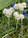 Antennaria dioica