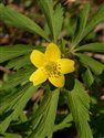 Anemone ranunculoides