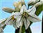 Stamen, Allium triquetrum