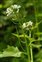 Breconshire, Alliaria petiolata