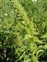 The Pigweed family, Amaranthaceae, Amaranthus hybridus