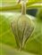 Bud, Atropa belladonna