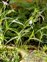 Plant, Agrostemma githago