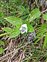 Taxonomic plant kingdom, Asystasia gangetica
