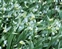 East Suffolk, Allium paradoxum